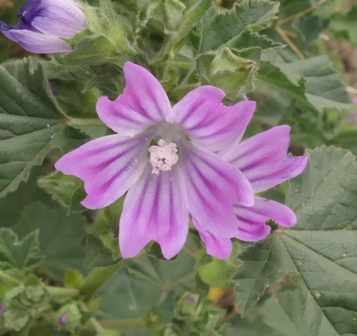Malva multiflora (Cretan mallow) (alternate view 8)