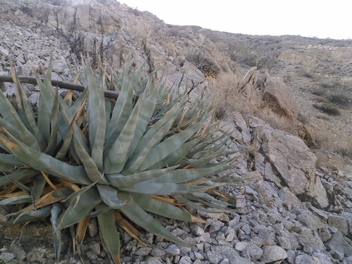 Agave deserti (desert agave)