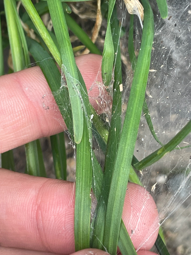 Allium tuberosum (Garlic Chives) (alternate view 4)