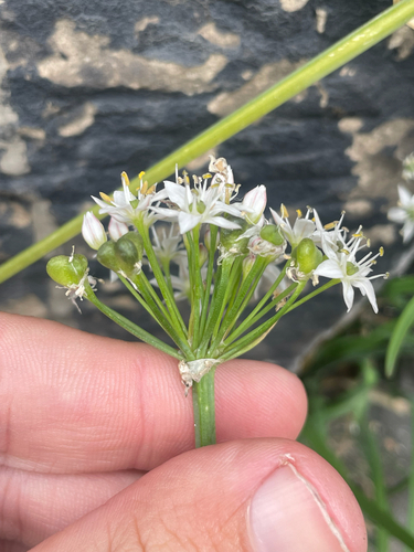 Allium tuberosum (Garlic Chives) (alternate view 3)