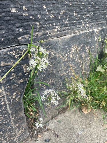 Allium tuberosum (Garlic Chives)