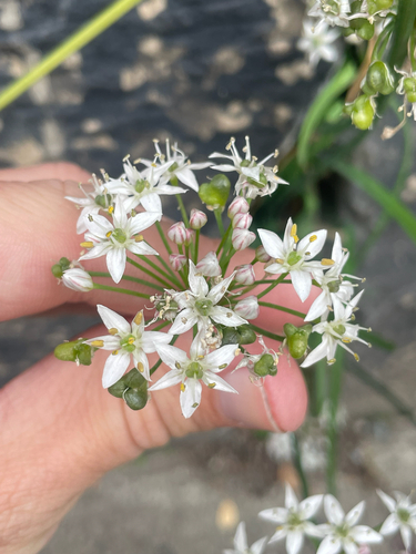 Allium tuberosum (Garlic Chives) (alternate view 2)