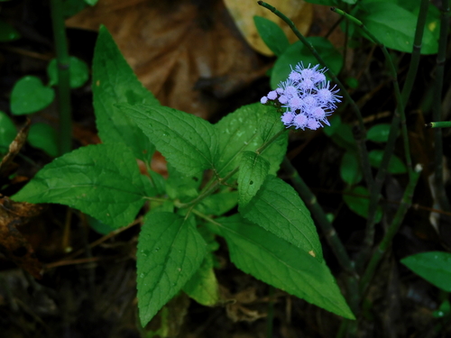 Conoclinium coelestinum (Blue Mistflower)