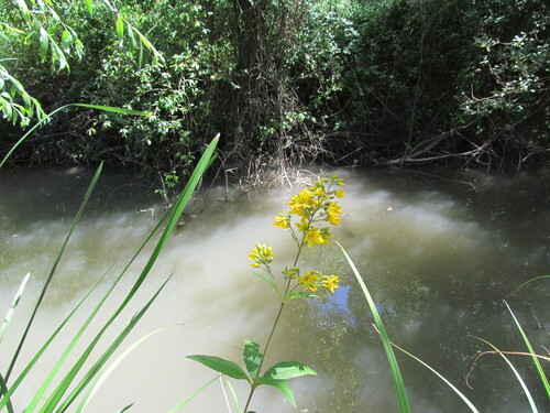 Lysimachia vulgaris (Yellow Loosestrife)