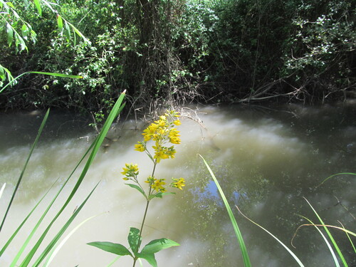 Lysimachia vulgaris (Yellow Loosestrife)