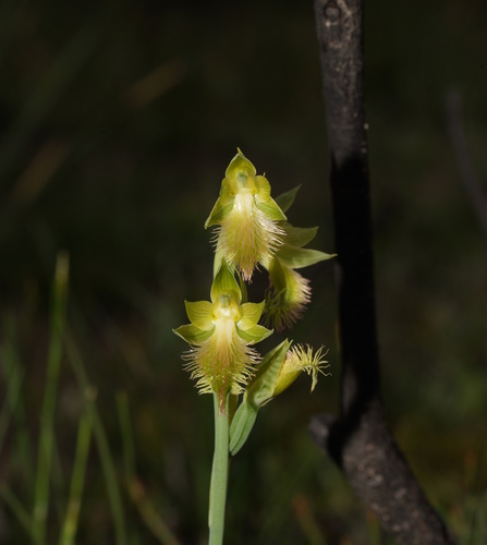 Calochilus campestris (copper beard orchid) (alternate view 2)