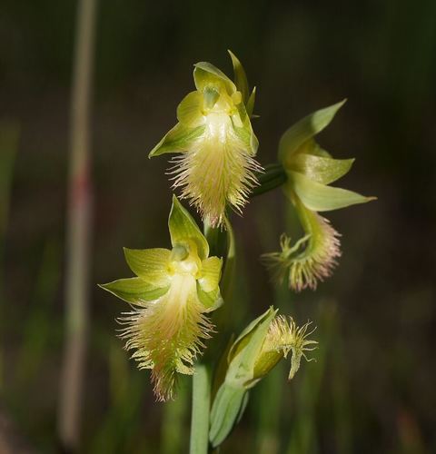 Calochilus campestris (copper beard orchid)