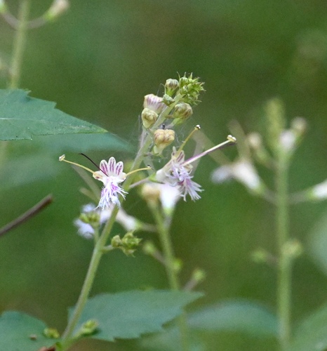 Collinsonia canadensis (citronella horse balm) (alternate view 2)