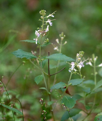 Collinsonia canadensis (citronella horse balm) (alternate view 3)