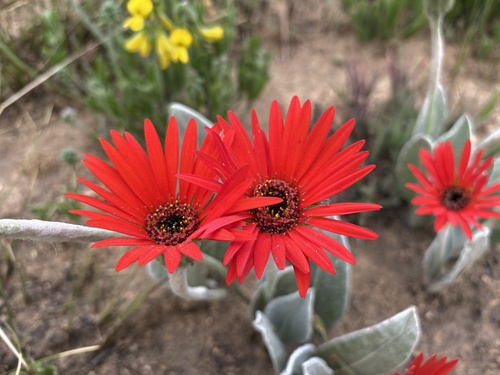 Gerbera (Gerbera Daisies) (alternate view 8)