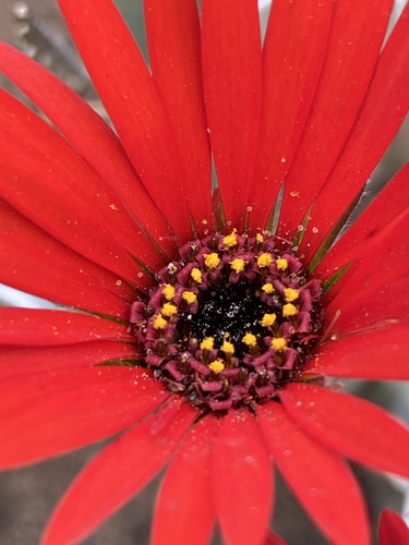 Gerbera (Gerbera Daisies) (alternate view 11)