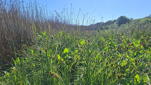Carex otrubae (False Fox-sedge)