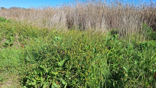 Carex otrubae (False Fox-sedge)