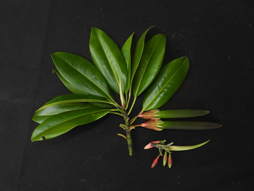 Bruguiera gymnorhiza (orange mangrove) (alternate view 4)