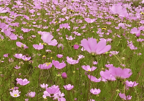 Cosmos bipinnatus (cosmos) (alternate view 5)