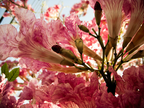 Tabebuia (Trumpet trees) (alternate view 4)