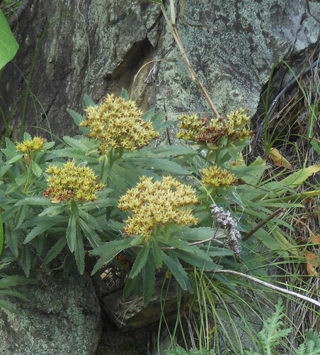 Phedimus selskianus (Selsky Stonecrop) (alternate view 4)