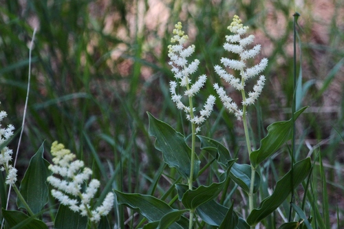 Maianthemum racemosum (false Solomon's Seal) (alternate view 3)