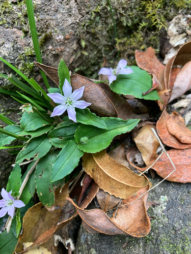 Schelhammera undulata (lilac lily)