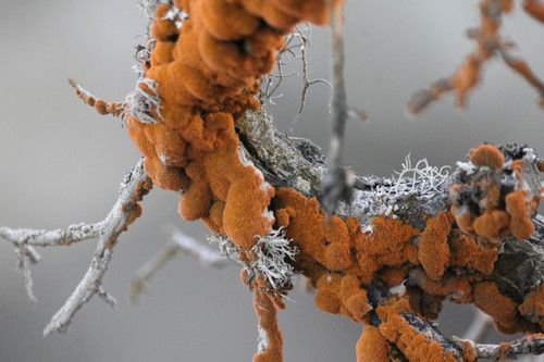 Trentepohlia (alternate view 9)