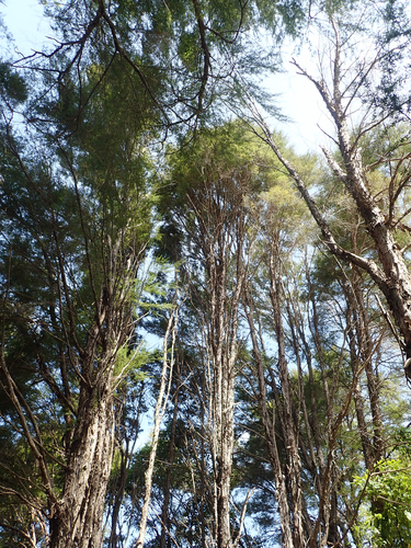 Kunzea (alternate view 2)