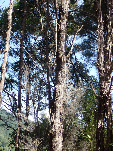 Kunzea (alternate view 3)