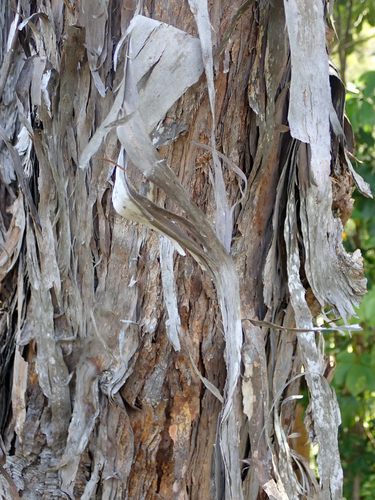 Kunzea (alternate view 4)