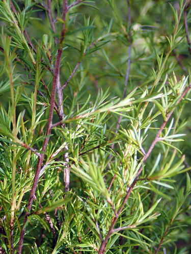 Kunzea (alternate view 5)