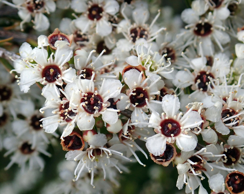 Kunzea