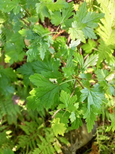 Ribes lacustre (swamp gooseberry)