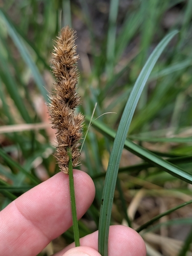 Carex densa (Dense Sedge) (alternate view 3)