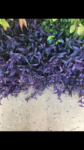 Tradescantia pallida (Purple Heart)