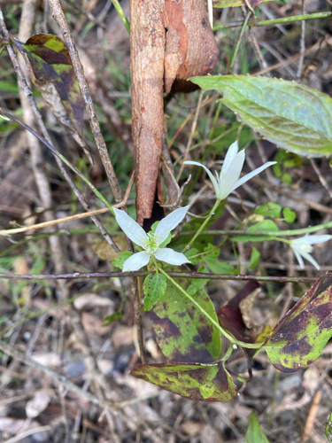 Clematis pubescens (Common Clematis) (alternate view 3)