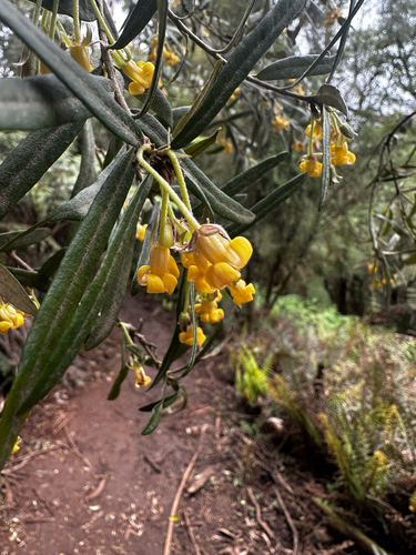 Pittosporum bicolor (Banyalla) (alternate view 4)