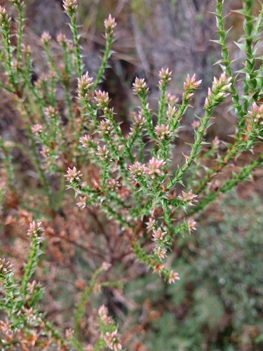 Sprengelia incarnata (Pink Swamp Heath) (alternate view 9)