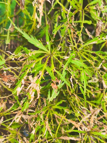 Acer palmatum var. dissectum (laceleaf Japanese maple) (alternate view 3)