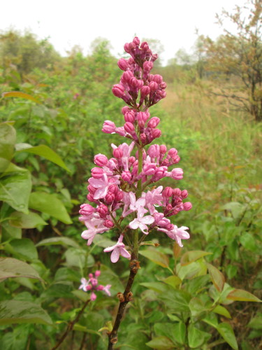 Syringa vulgaris (lilac, common lilac) (alternate view 2)