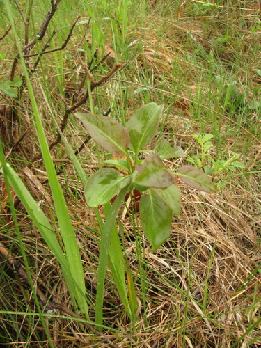 Syringa vulgaris (lilac, common lilac) (alternate view 3)