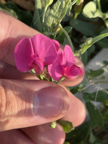 Lathyrus tuberosus (alternate view 3)