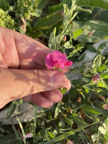 Lathyrus tuberosus (alternate view 4)