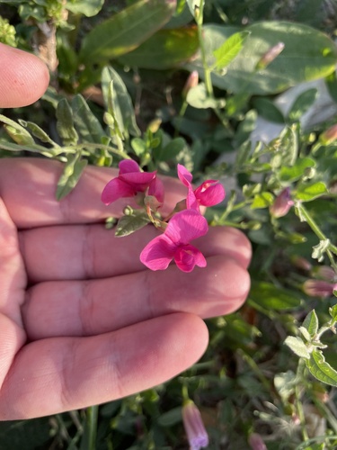 Lathyrus tuberosus (alternate view 5)