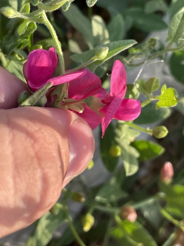 Lathyrus tuberosus (alternate view 6)