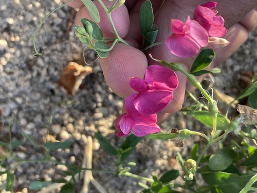 Lathyrus tuberosus (alternate view 7)