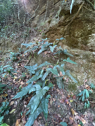 Philodendron hastatum (Silver Sword Philodendron)