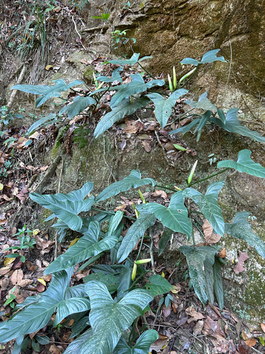 Philodendron hastatum (Silver Sword Philodendron)