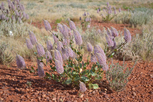 Ptilotus exaltatus (Pink Mulla Mulla) (alternate view 2)