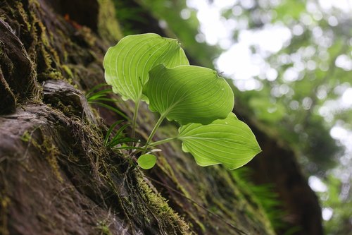 Hosta (hostas) (alternate view 3)