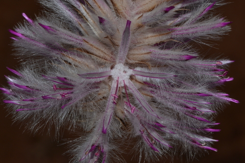 Ptilotus exaltatus (Pink Mulla Mulla) (alternate view 3)