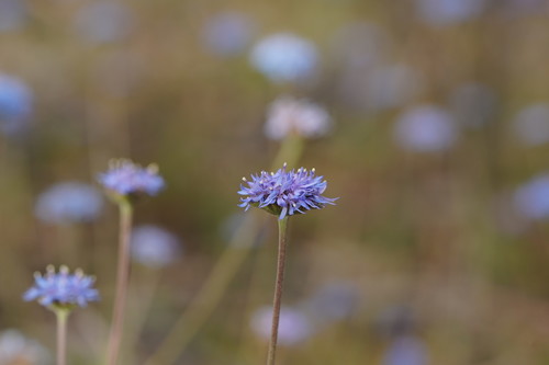 Brunonia australis (blue pincushion) (alternate view 5)
