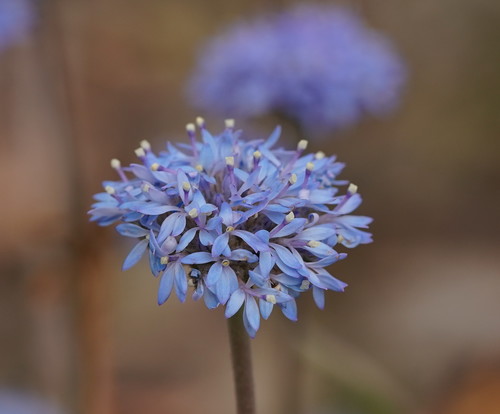 Brunonia australis (blue pincushion) (alternate view 3)